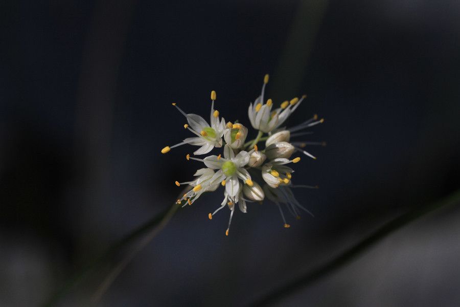 Allium saxatile — search result for 'Belarus'