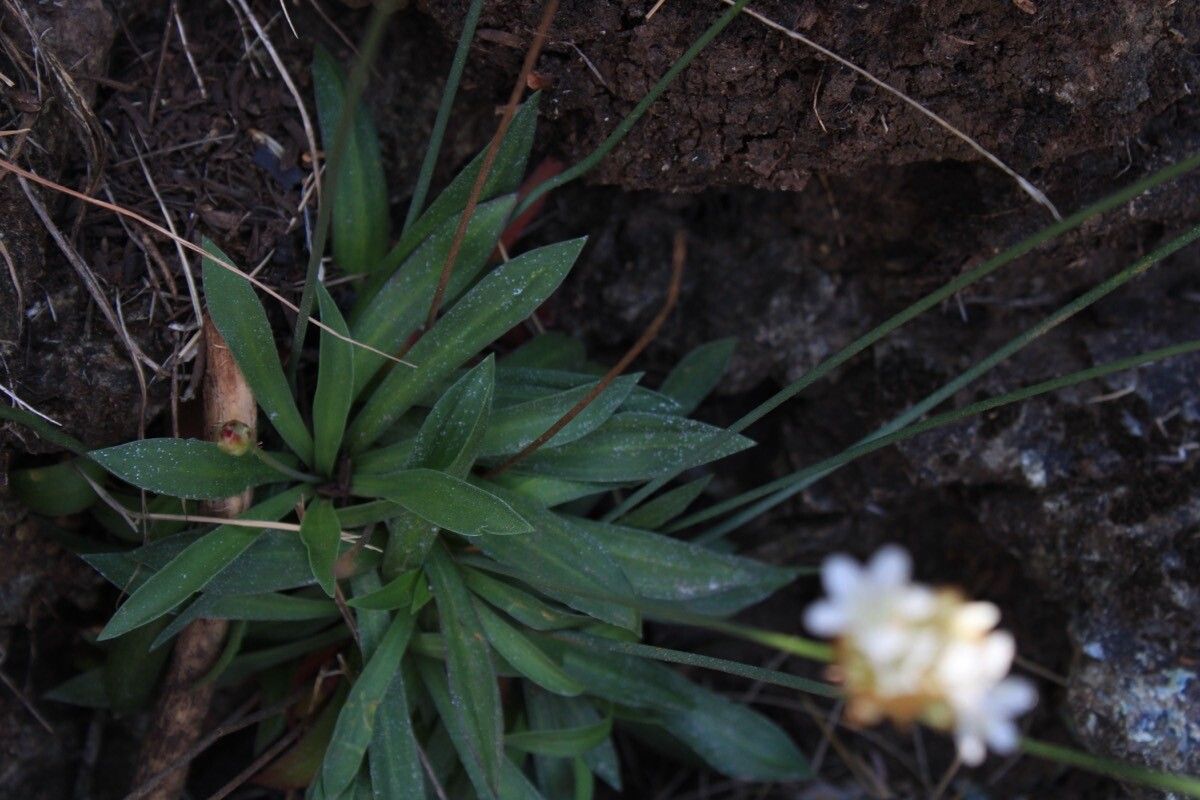 Armeria villosa — houseplant care guide