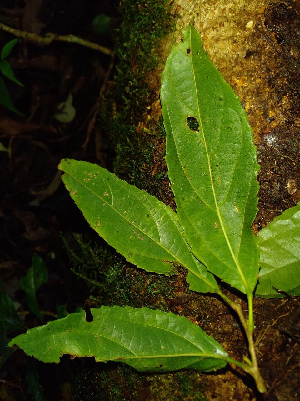 Macrohasseltia macroterantha leaf