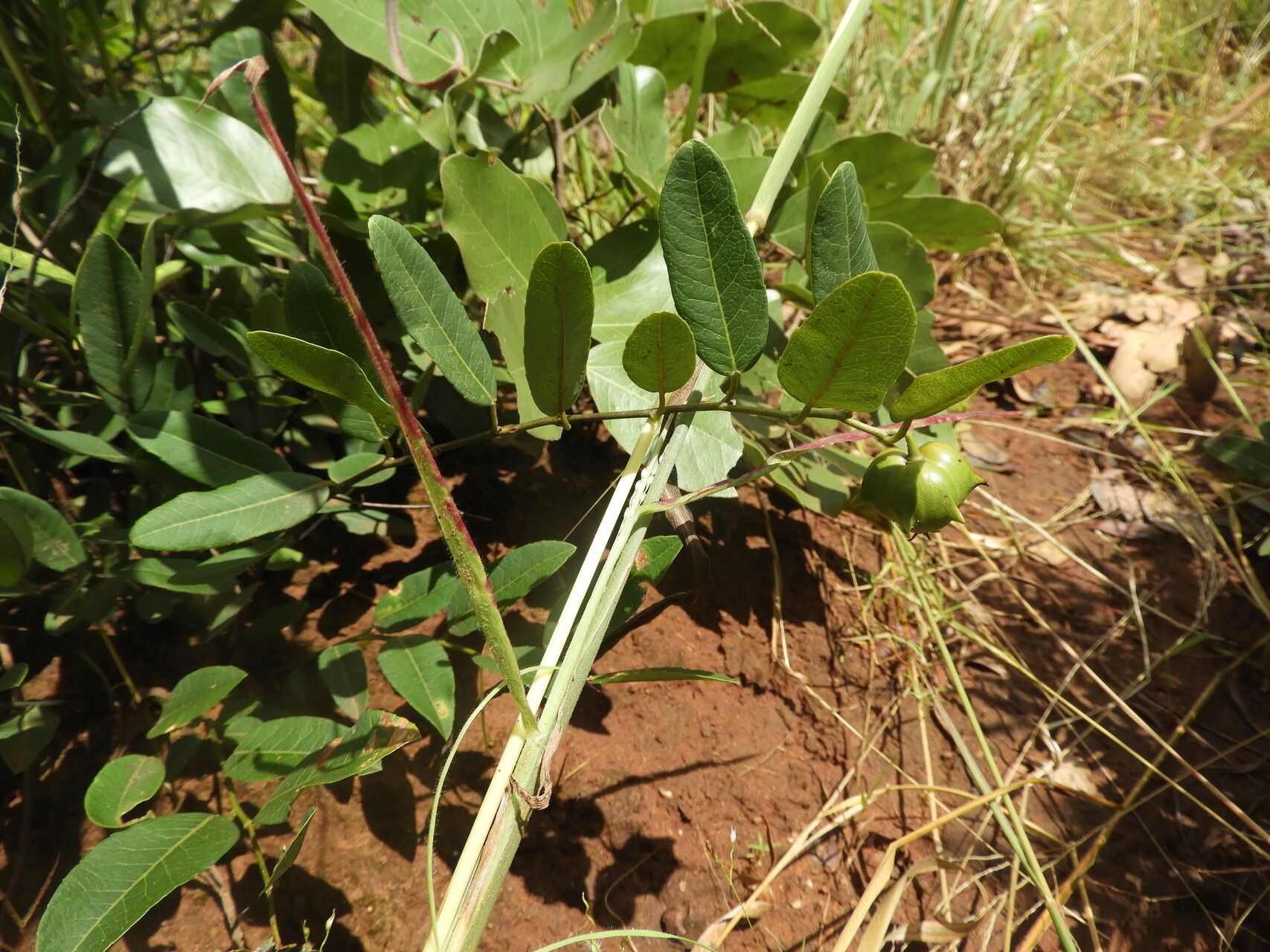 Sclerocroton oblongifolius — related species from the same genus