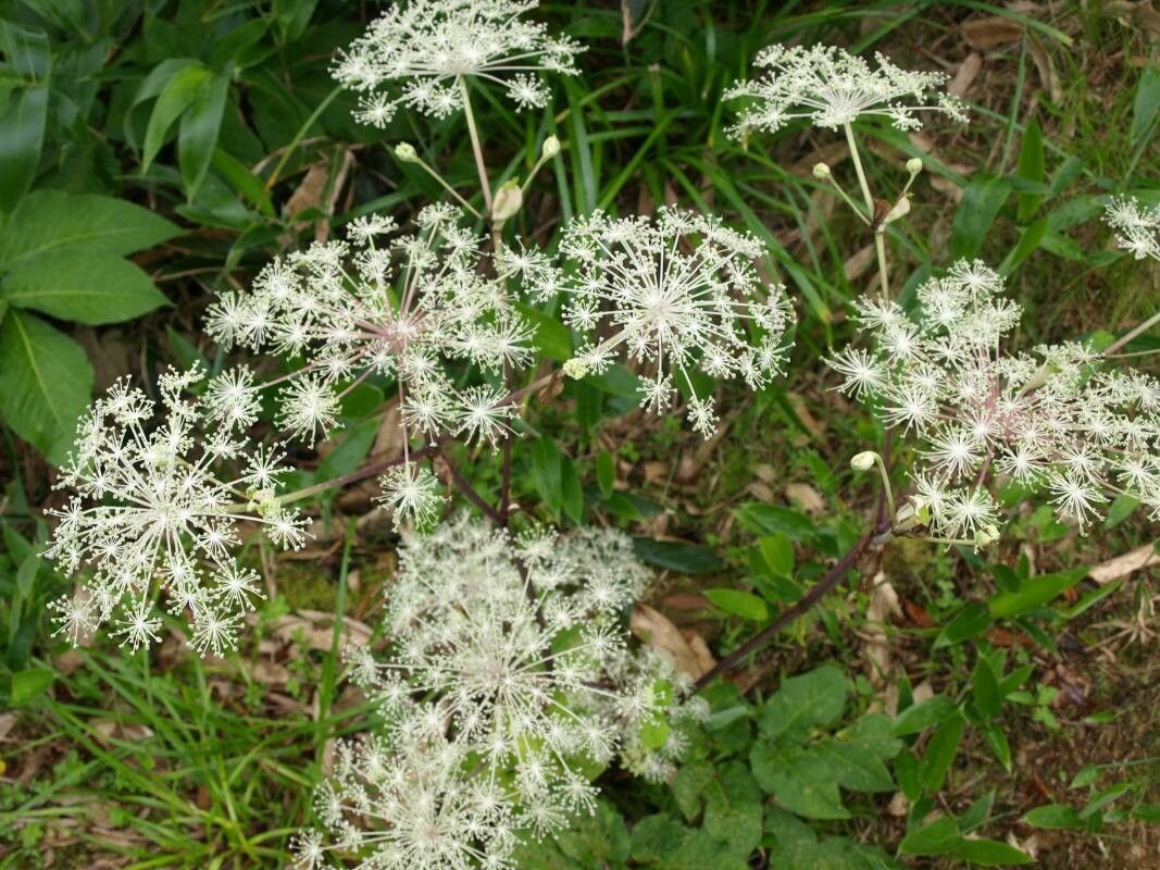 Angelica pubescens — search result for 'Angelica'