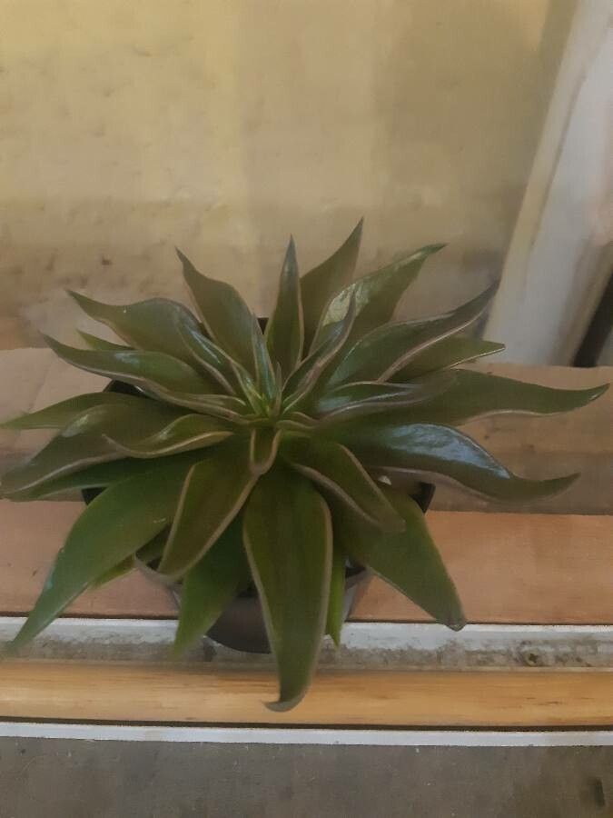 Echeveria lutea leaf