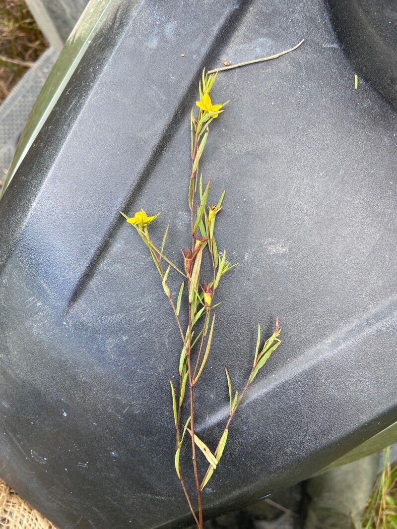 Ludwigia linearis — search result for 'Ludwigia'