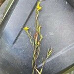 Ludwigia linearis