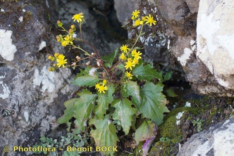 Senecio bollei habit