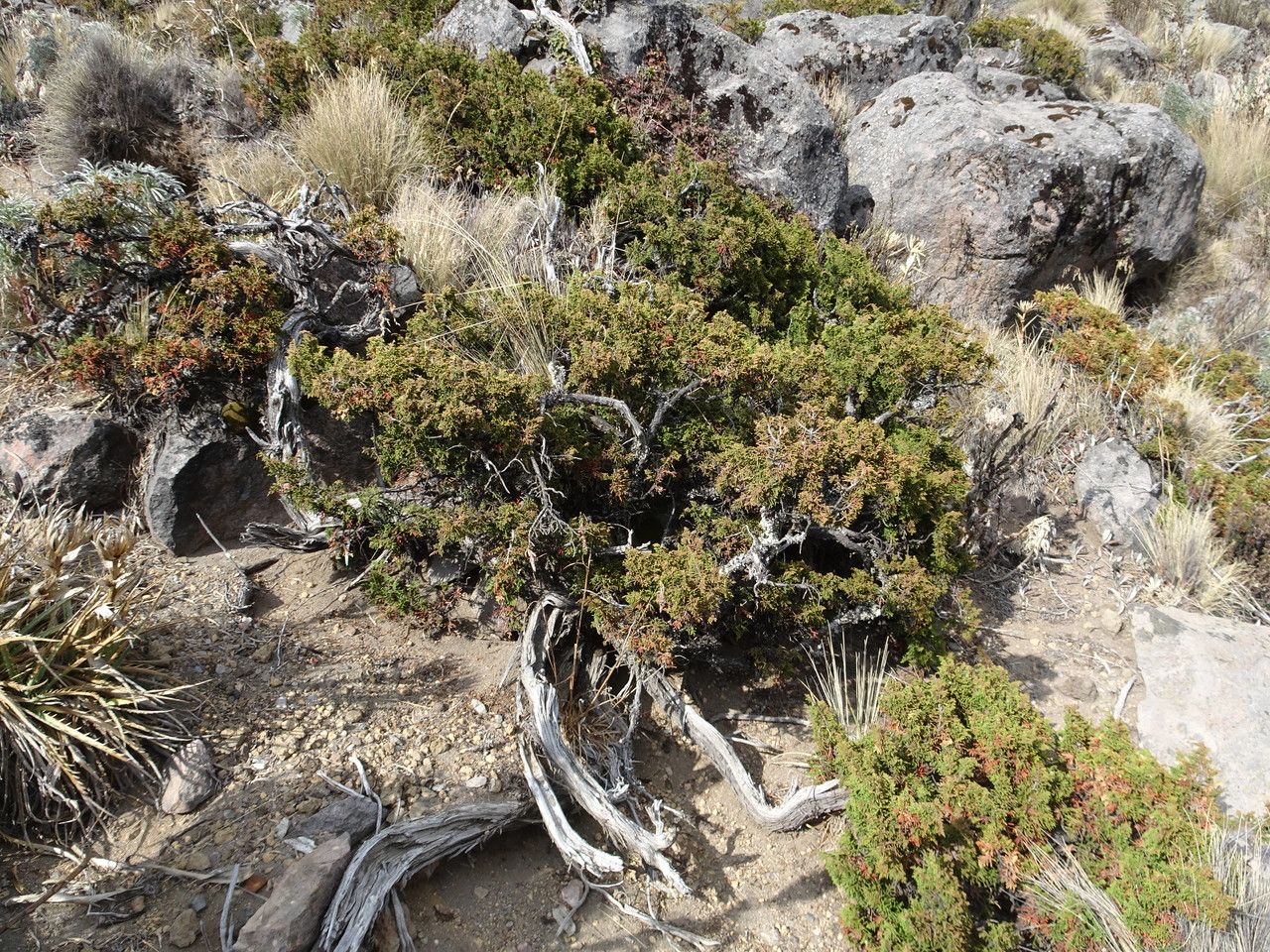 Juniperus monticola bark
