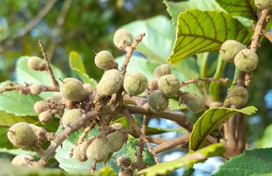 Cupania vernalis fruit