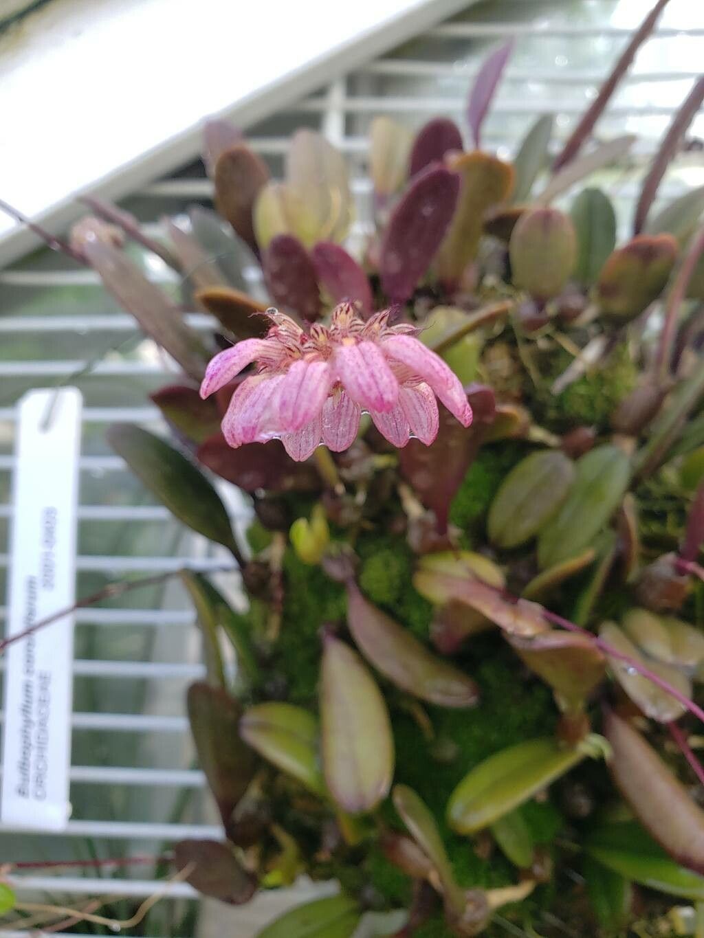 Bulbophyllum corolliferum flower
