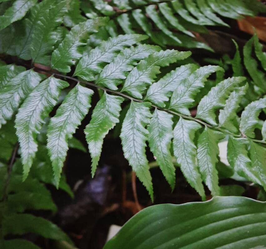 Diplazium wichurae — houseplant care guide