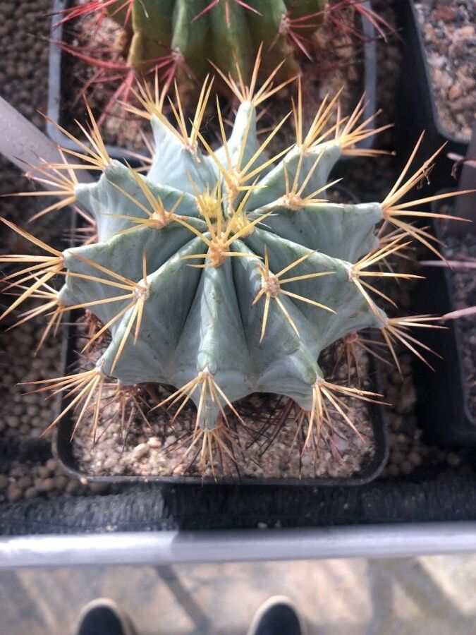 Ferocactus glaucescens leaf