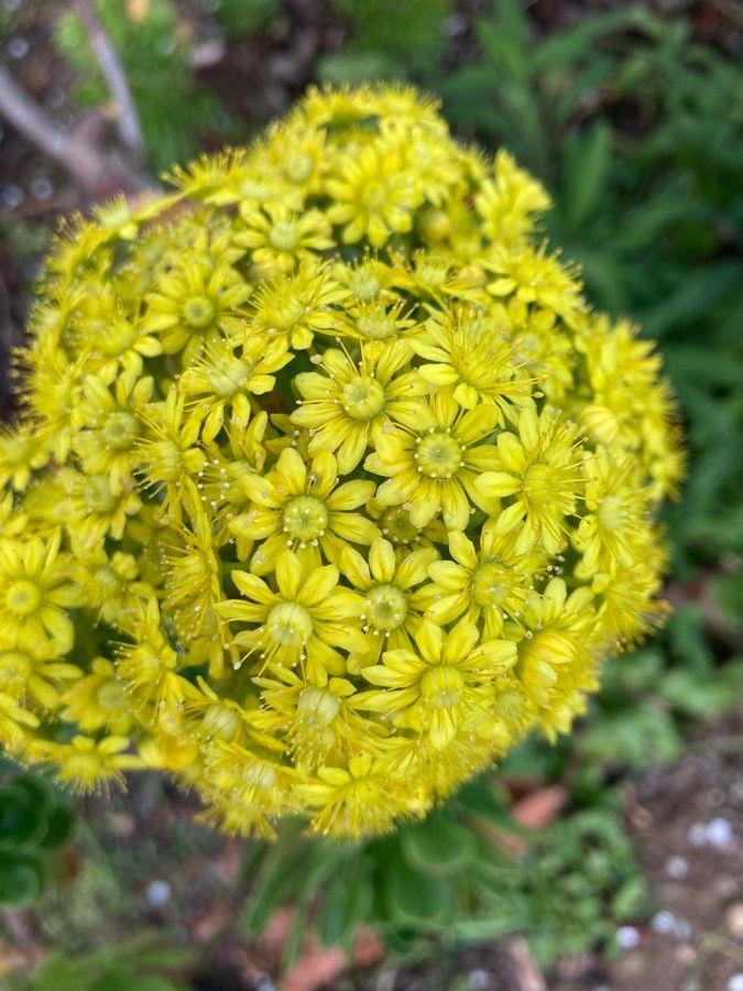 Aeonium holochrysum — search result for 'Aeonium'