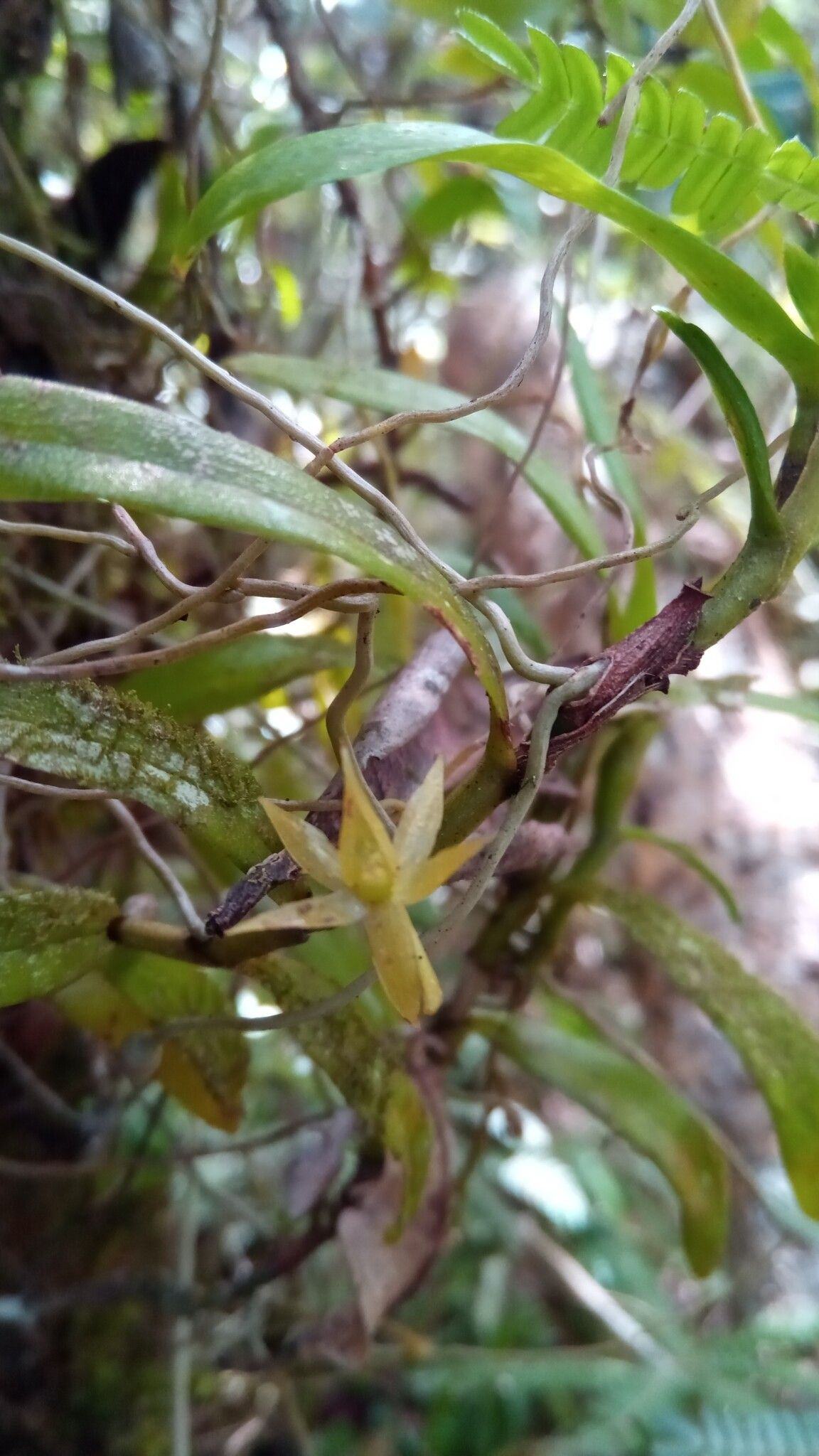 Angraecum chermezonii — houseplant care guide