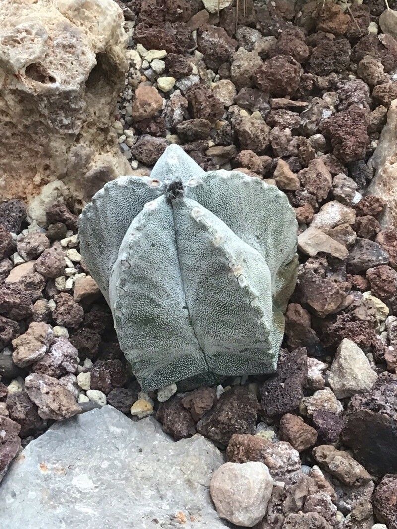 Astrophytum coahuilense leaf