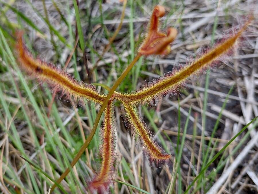 Drosera binata — natural insect repellents houseplant