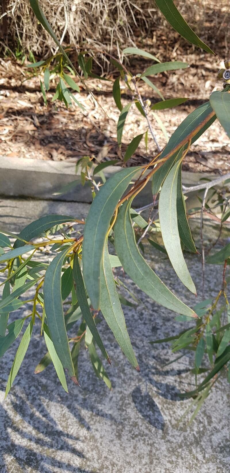 Eucalyptus diversifolia — houseplant care guide