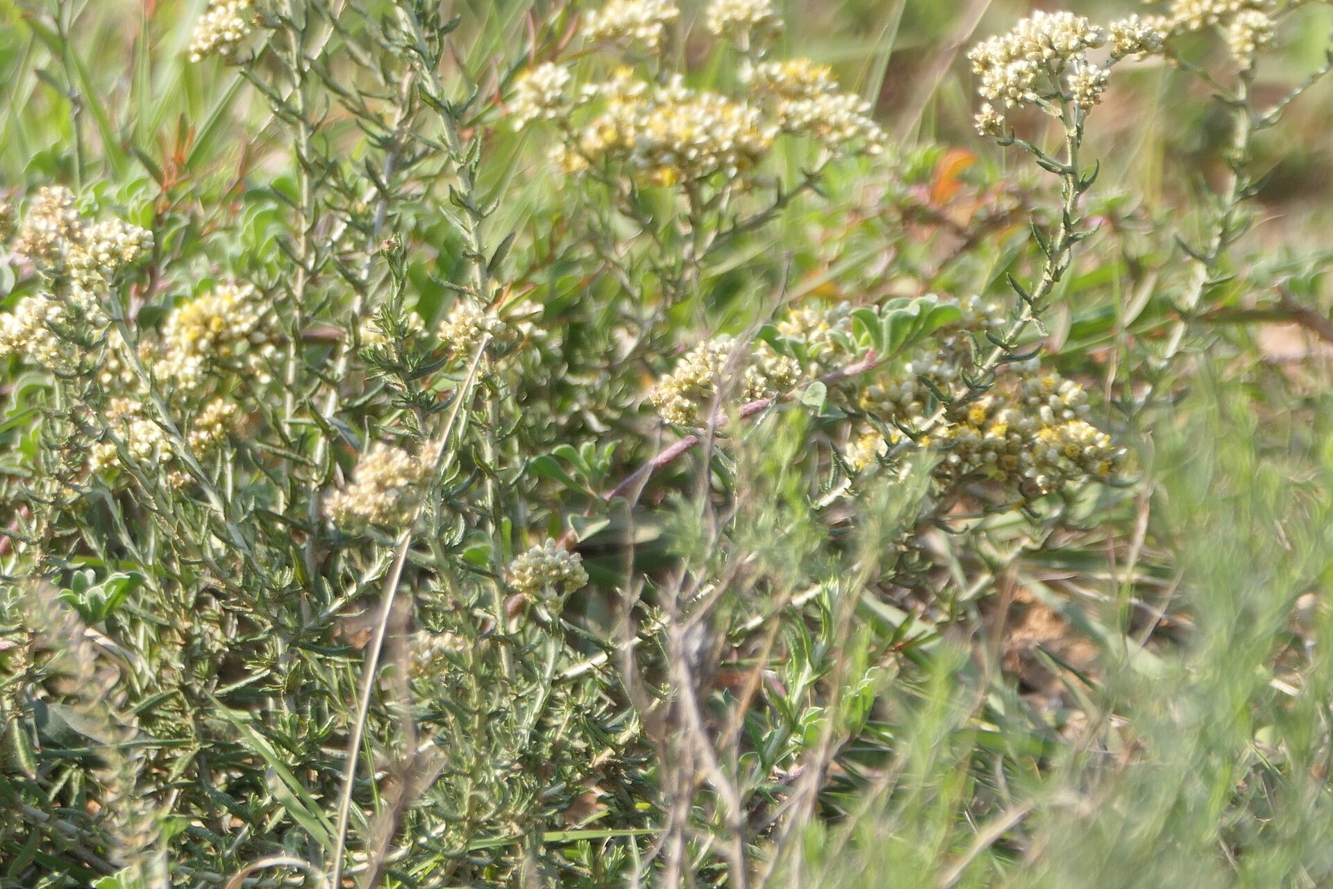 Helichrysum rosum — houseplant care guide