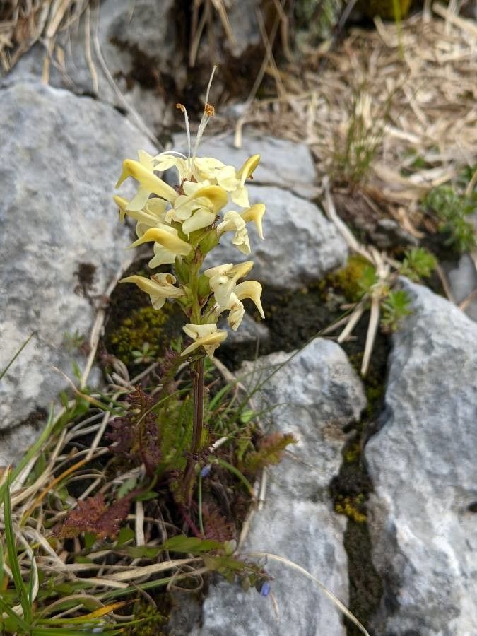 Pedicularis ascendens flower