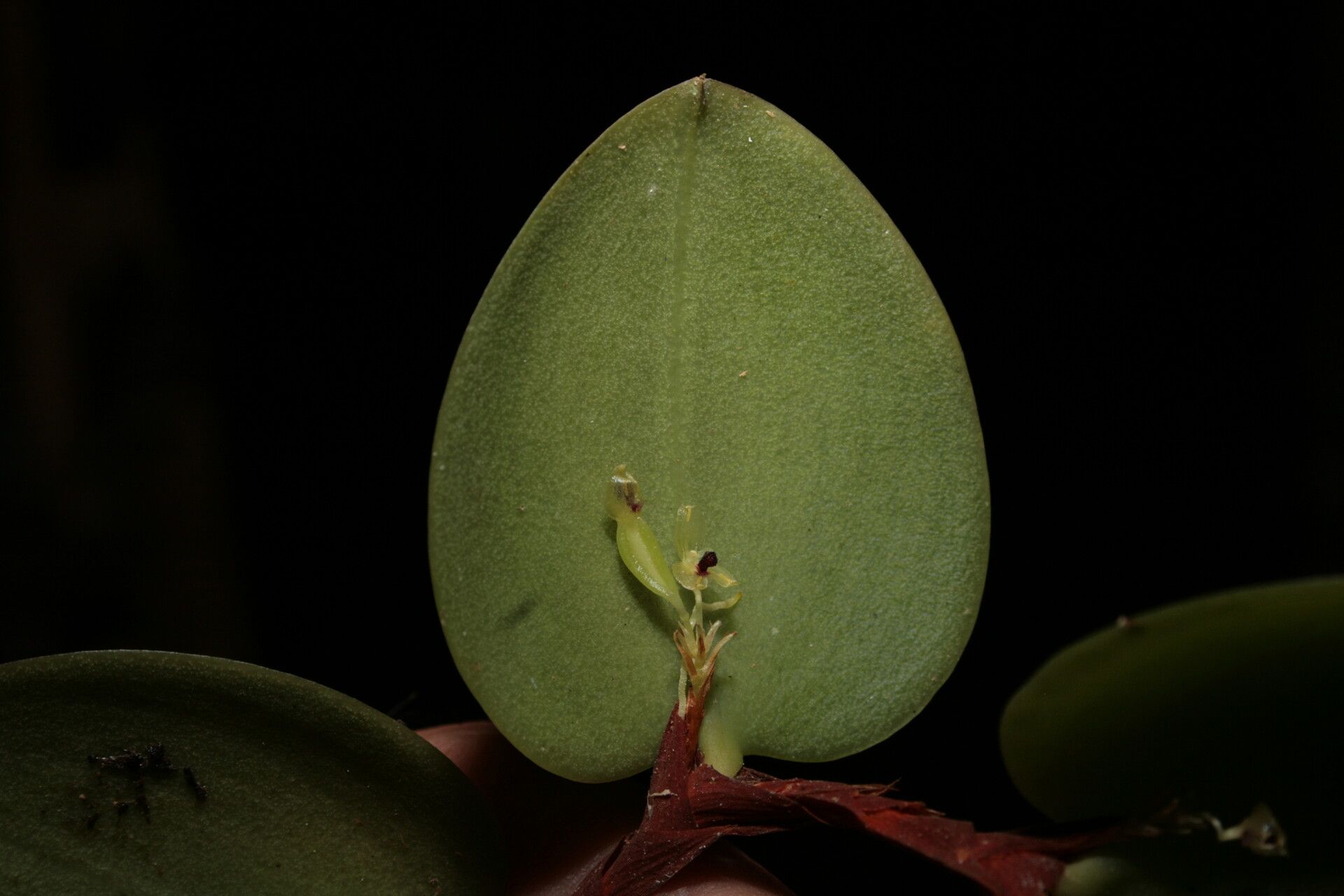 Bulbophyllum lepanthiflorum flower