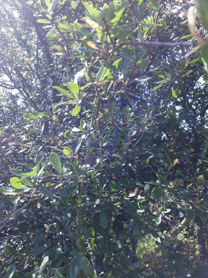 Rapanea melanophloeos leaf