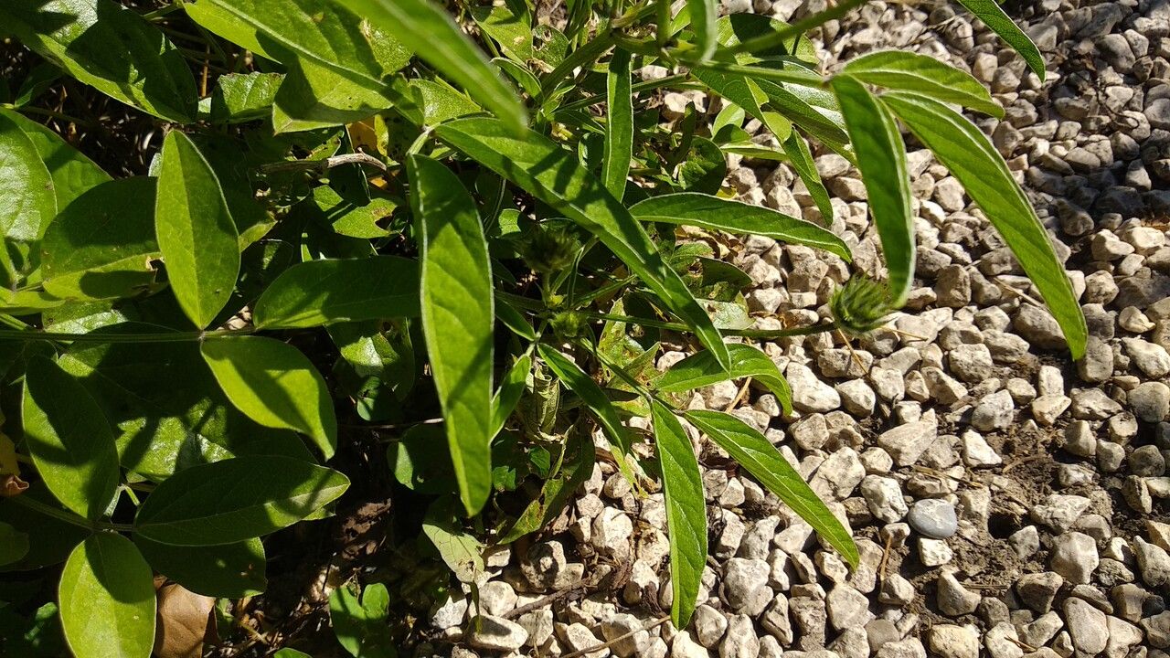 Bituminaria morisiana — related species from the same genus