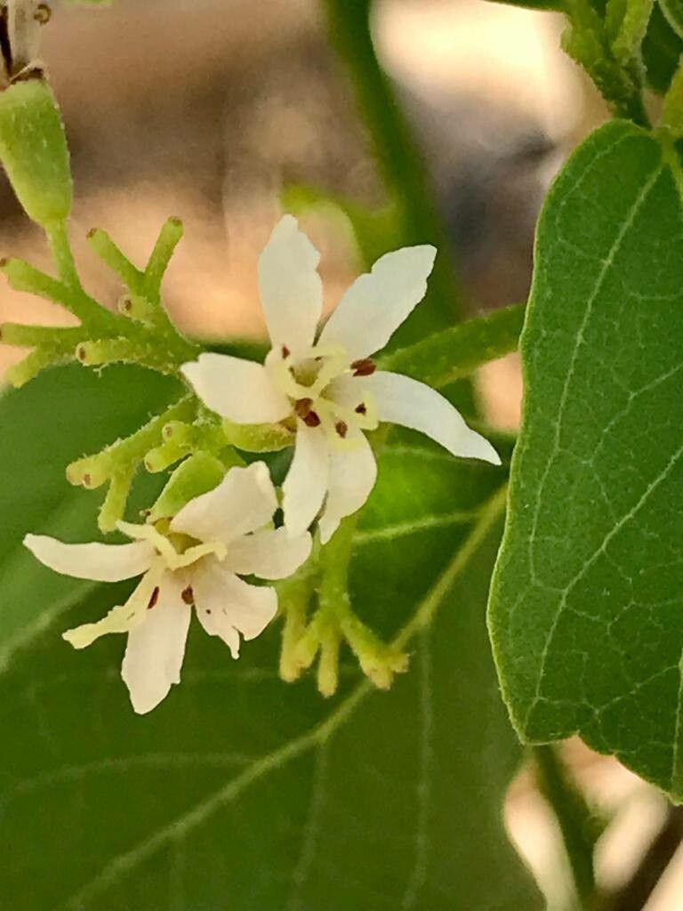 Cordia dichotoma flower