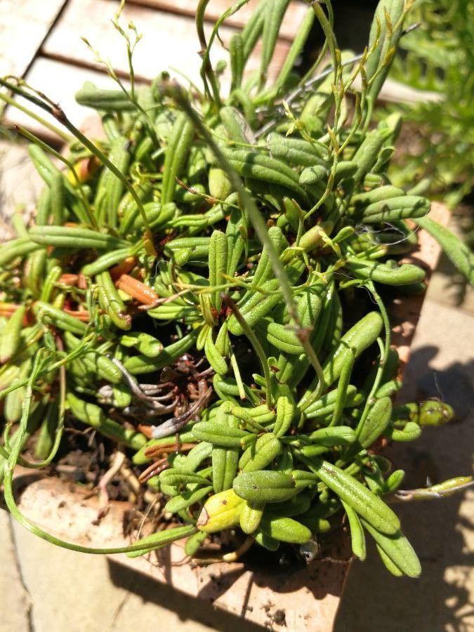 Limonium sommierianum — houseplant care guide