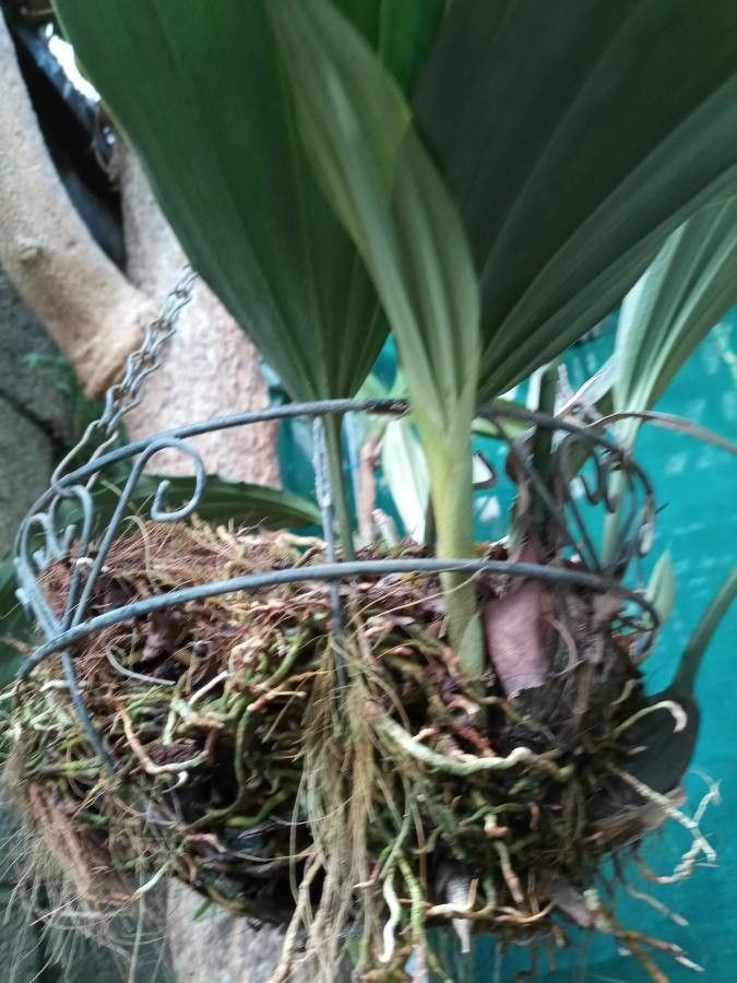 Stanhopea grandiflora bark