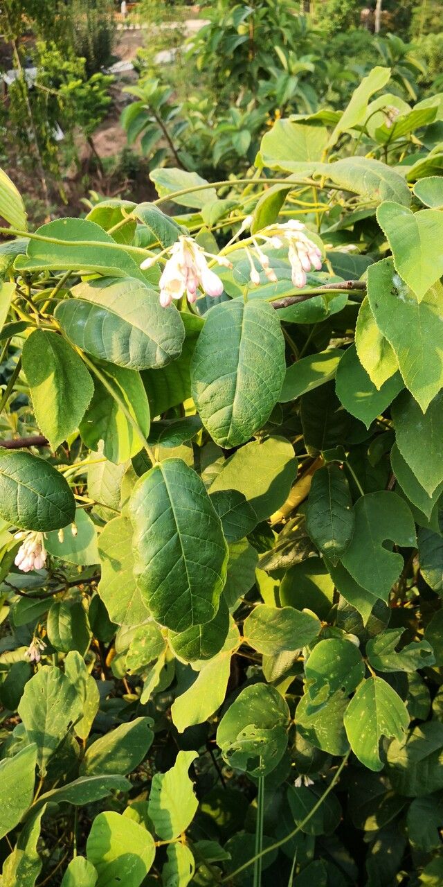Amalocalyx microlobus habit