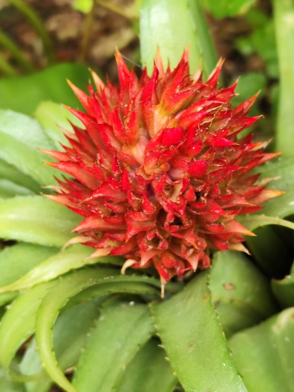 Aechmea fernandae flower