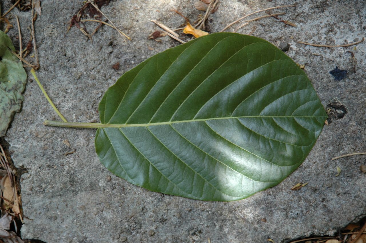 Guettarda speciosa — search result for 'Gardenia'