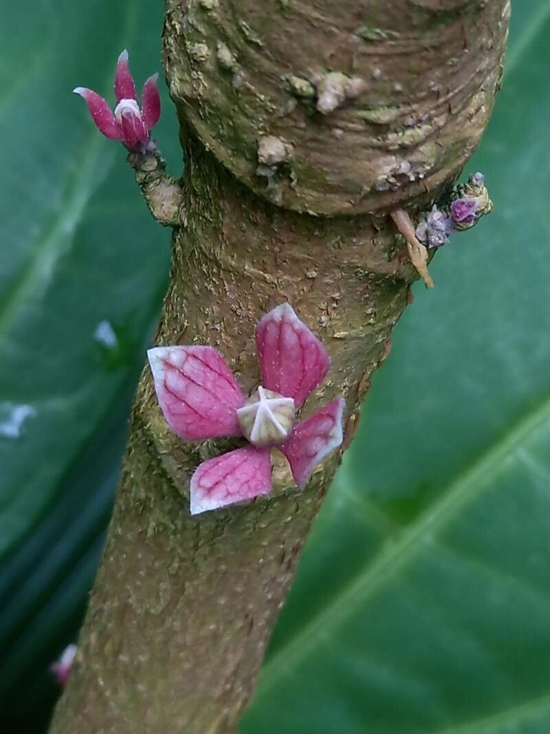 Pavonia cauliflora flower
