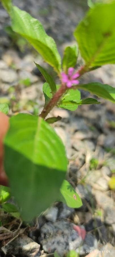 Cuphea elliptica flower
