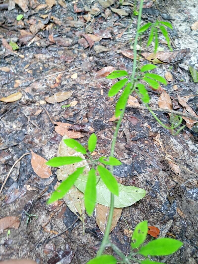 Passiflora cirrhiflora leaf