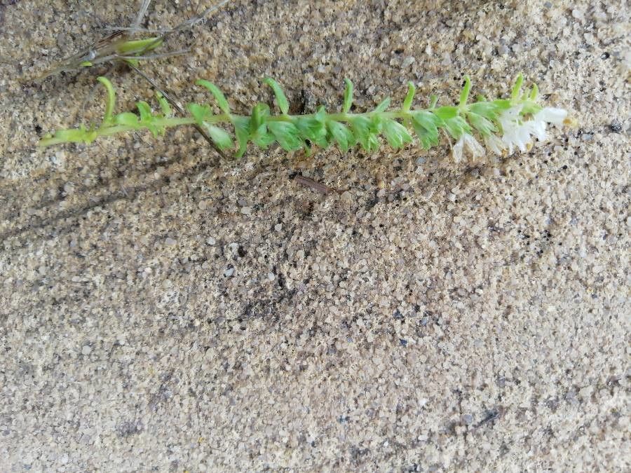 Odontites recordonii leaf