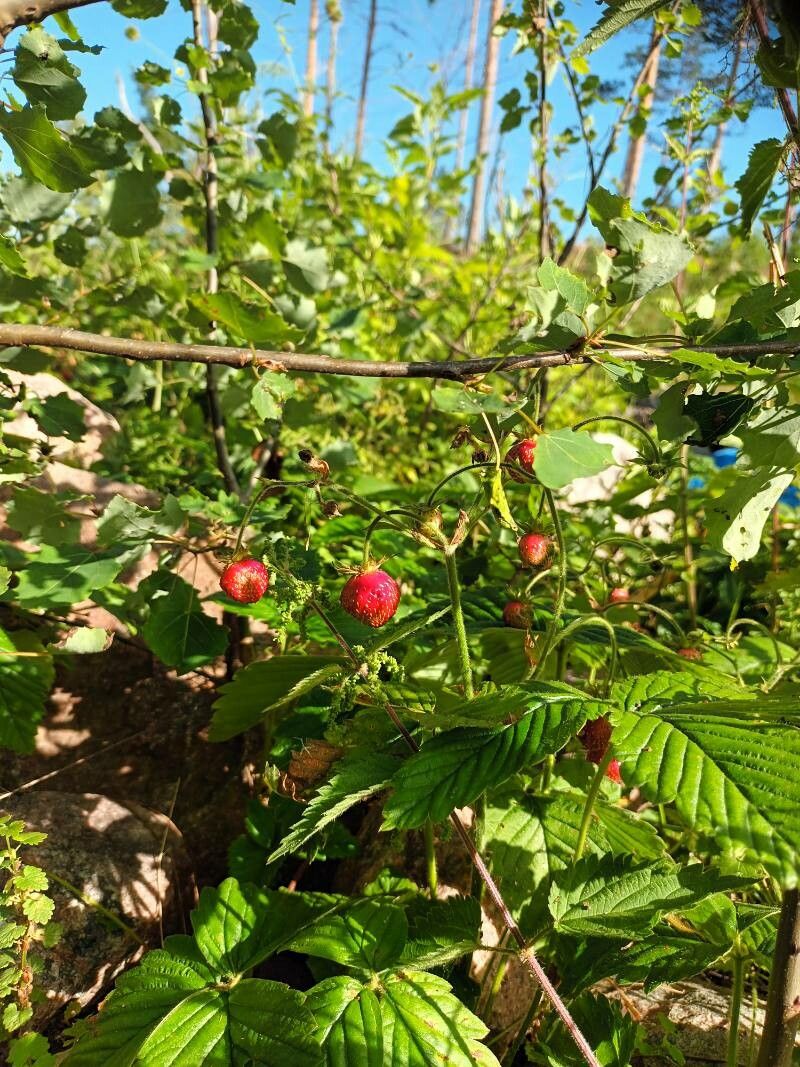 Fragaria moschata fruit