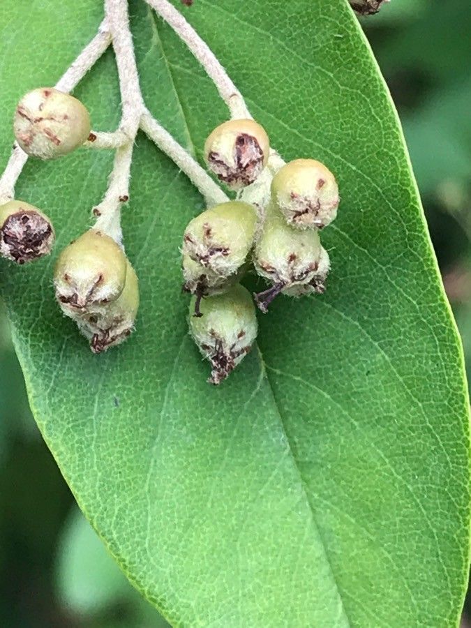 Ehretia amoena fruit