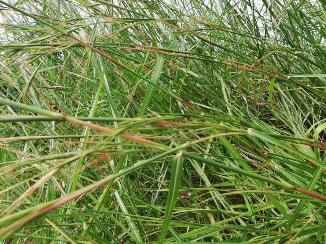 Hyparrhenia diplandra — houseplant care guide