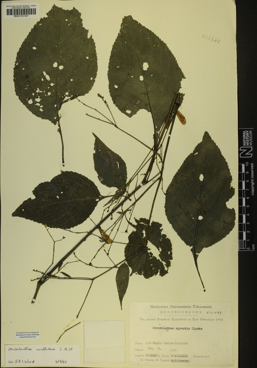 Strobilanthes multidens — houseplant care guide