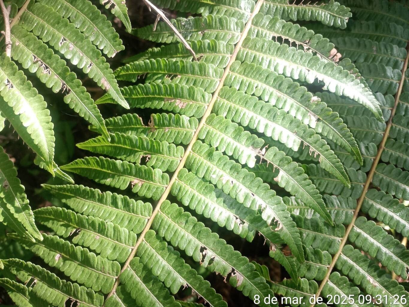 Cyathea delgadii leaf