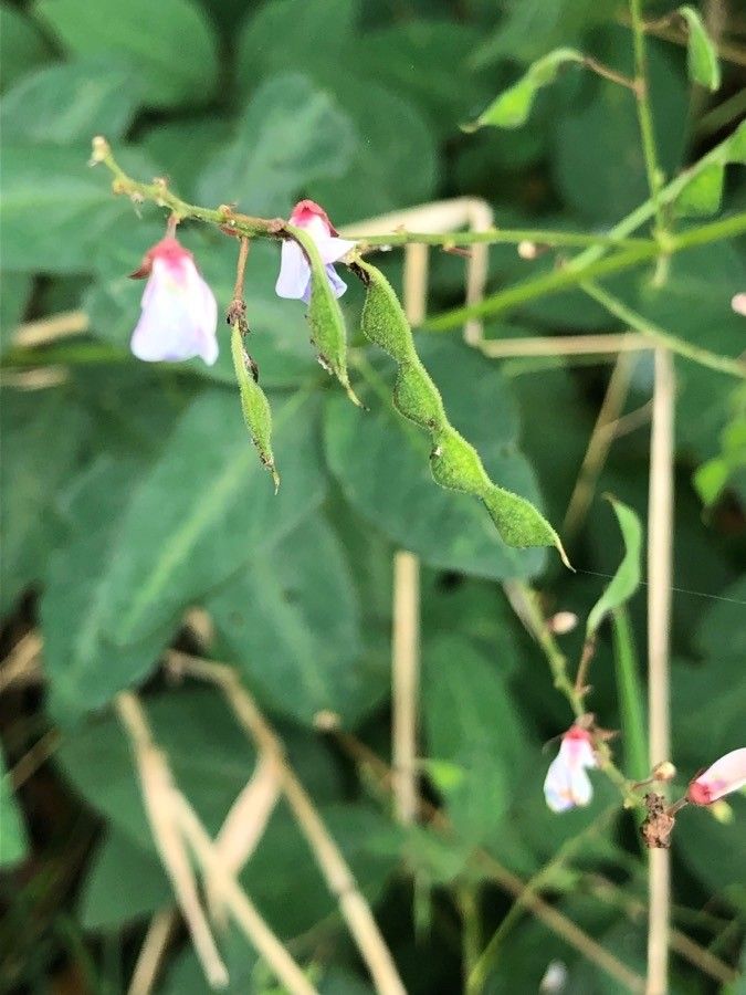 Desmodium intortum fruit