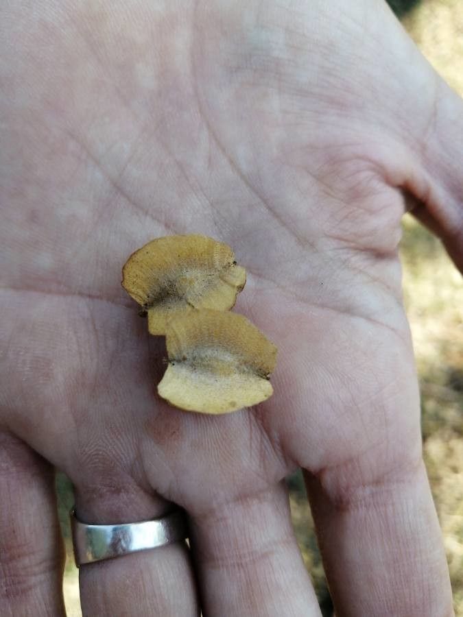 Combretum imberbe other