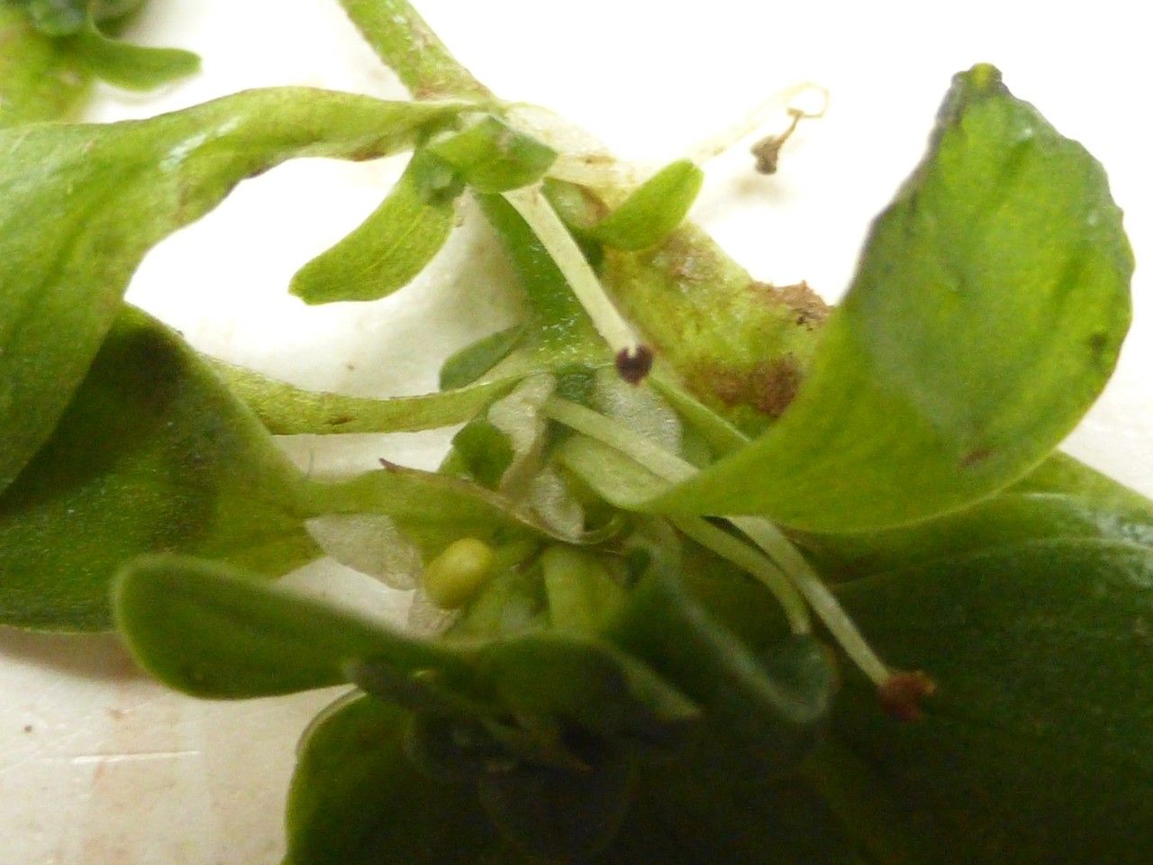 Callitriche brutia flower