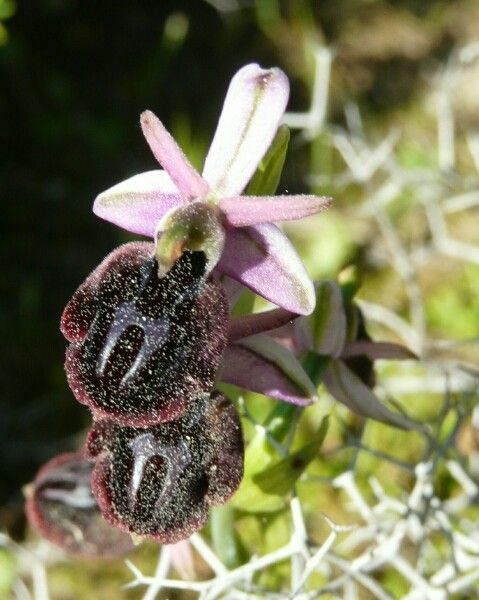 Ophrys arachnitiformis other