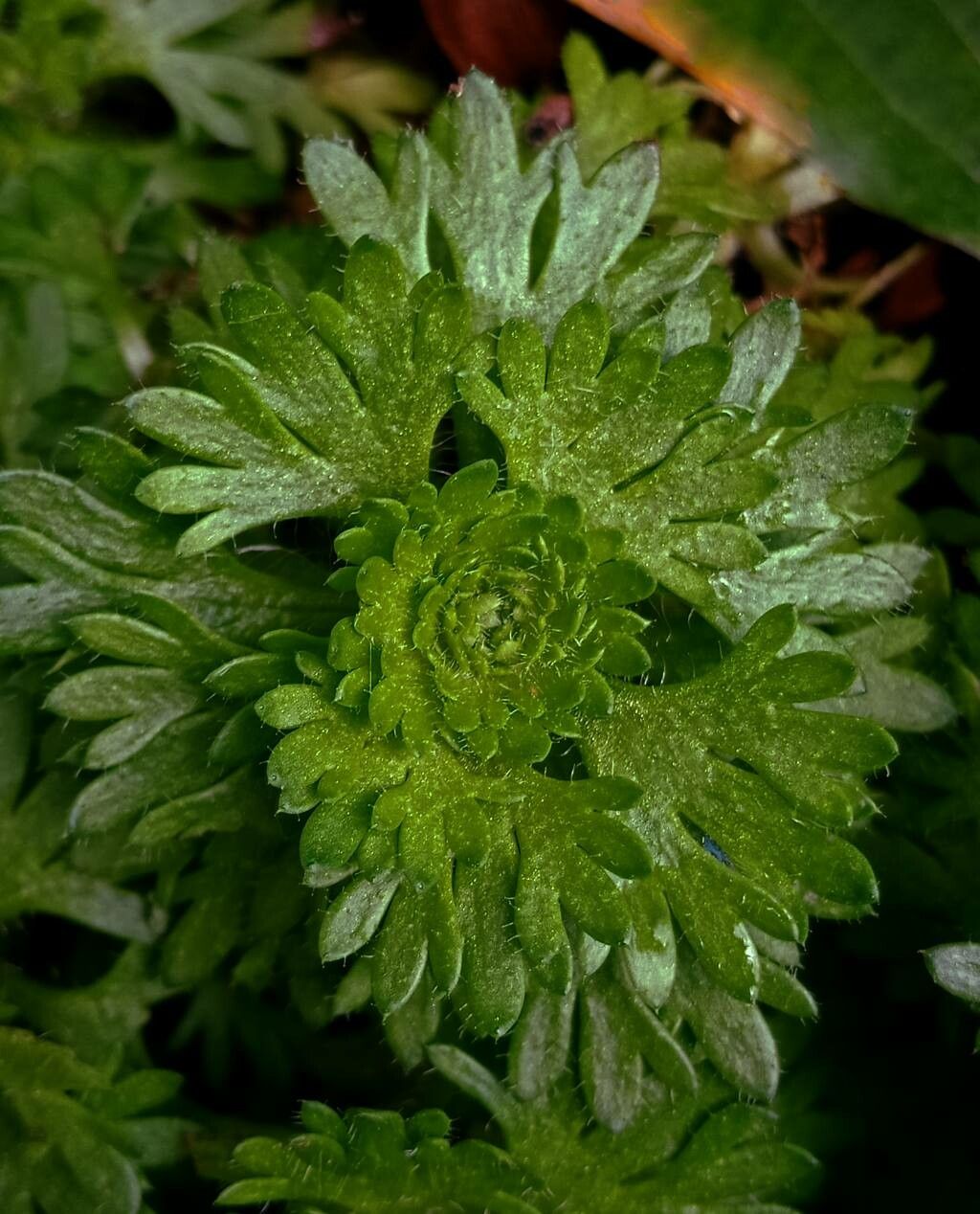 Saxifraga iratiana — houseplant care guide