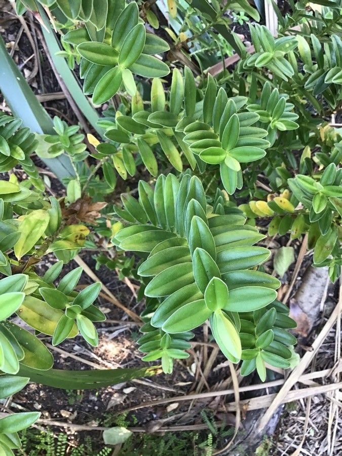 Hebe elliptica — related species from the same genus