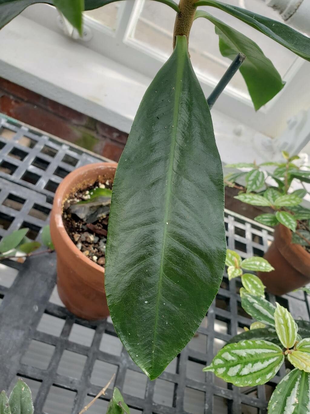 Ardisia venosa — search result for 'Ardisia'