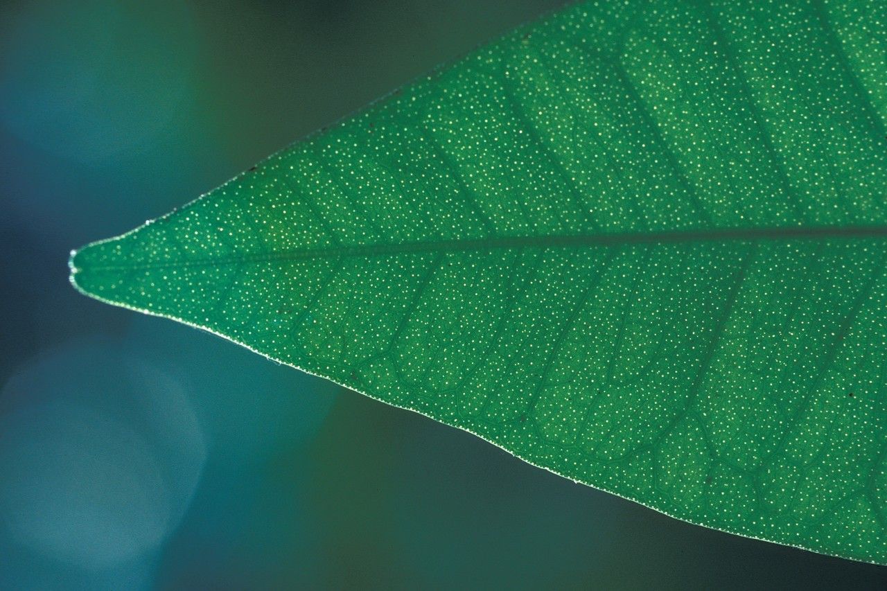 Atalantia wightii leaf