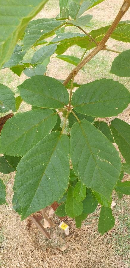 Rubus leyanus — houseplant care guide