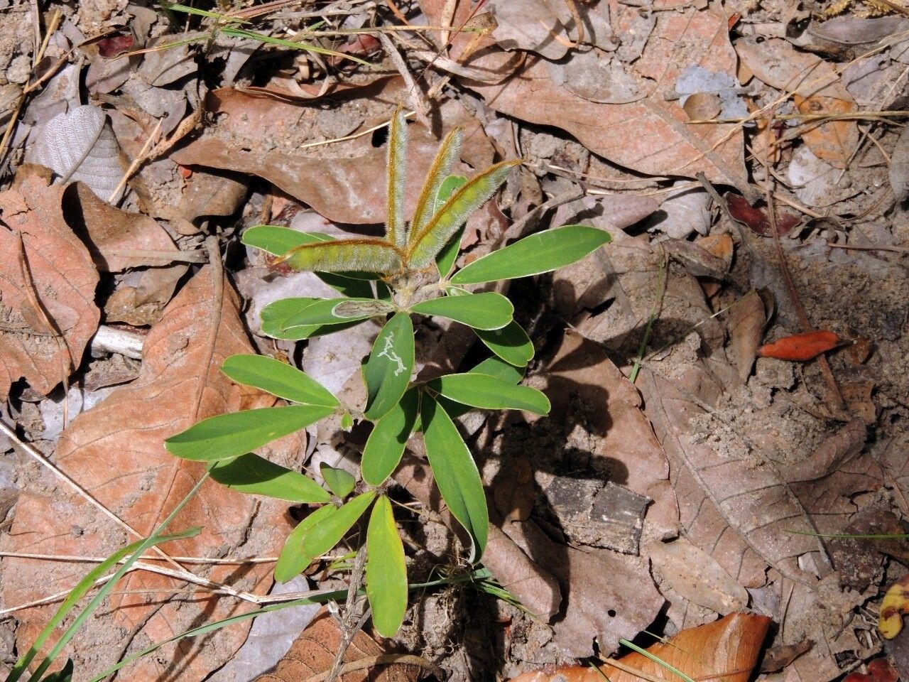 Tephrosia dasyphylla habit