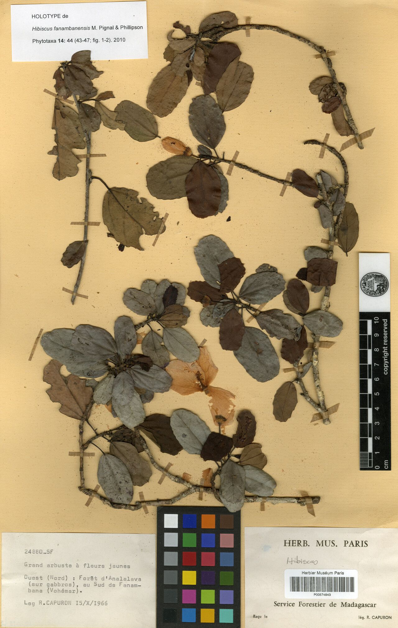 Hibiscus fanambanensis — houseplant care guide